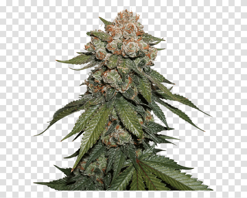 Special Kush Royal Queen Seeds, Plant, Hemp, Weed Transparent Png
