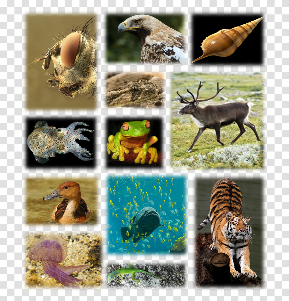 Species Biodiversity, Tiger, Wildlife, Mammal, Animal Transparent Png