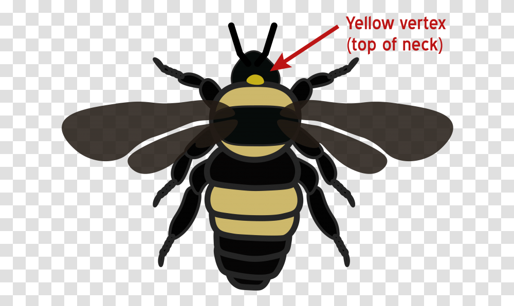 Species Black And Gold Bumblebees, Wasp, Insect, Invertebrate, Animal Transparent Png