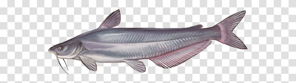 Species Of Catfish, Animal, Sturgeon, Sea Life, Carp Transparent Png