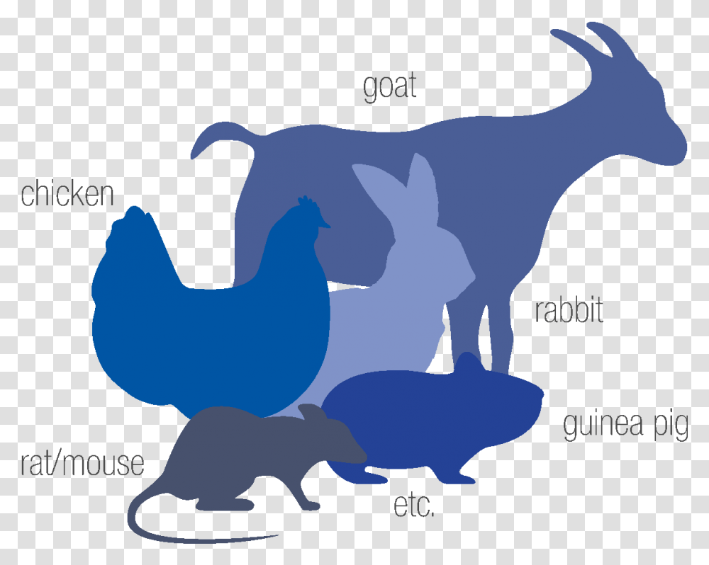 Speciespng Mdimabs Chicken, Animal, Mammal, Goat, Mountain Goat Transparent Png