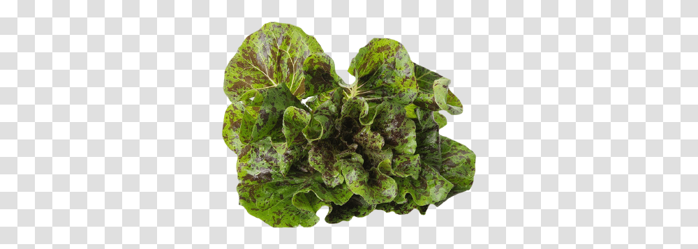 Speckled Gem Lettuce Plant Pathology, Vegetable, Food, Produce, Cabbage Transparent Png