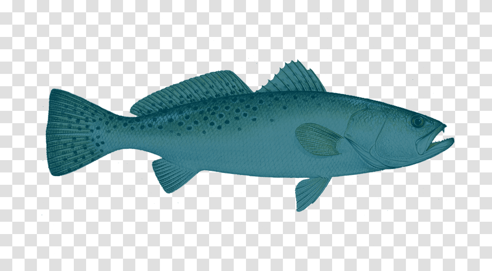 Speckled Trout Hd Download Fish, Animal, Aquatic, Water, Coho Transparent Png