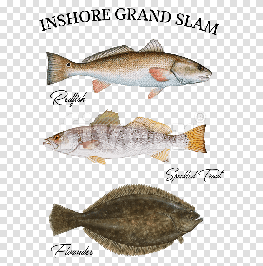Speckled Trout Pillow Case Download Trout Redfish And Flounder, Animal, Sea Life, Perch, Cod Transparent Png