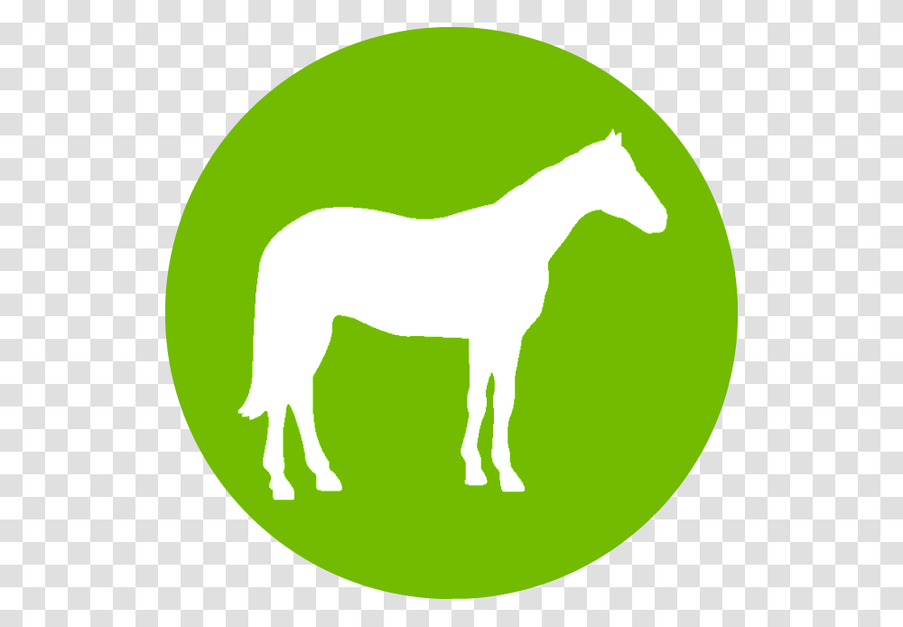 Sperm Marker Mare, Mammal, Animal, Horse, Label Transparent Png