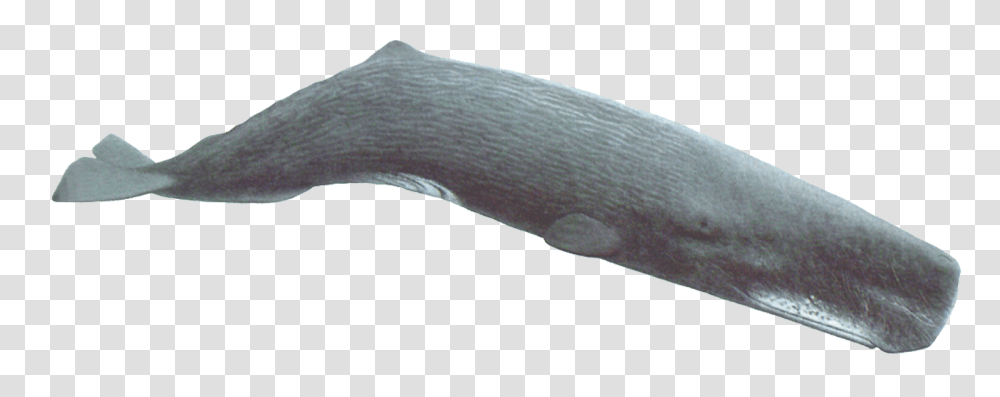 Sperm Whale 1 Image Color Is A Sperm Whale, Slug, Invertebrate, Animal, Knife Transparent Png