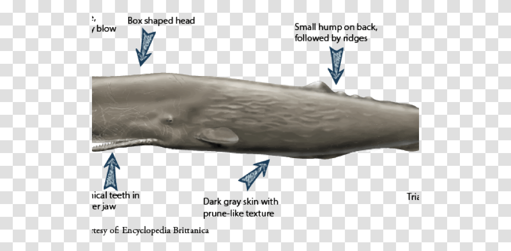 Sperm Whale Called Sperm Whale, Mammal, Sea Life, Animal, Beluga Whale Transparent Png
