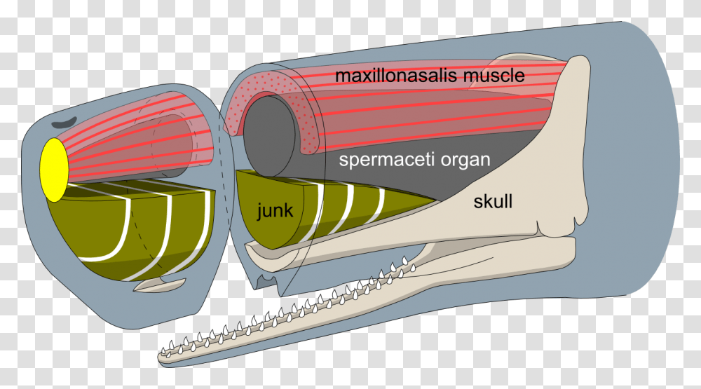 Sperm Whale Head Anatomy Profile Sperm Whale Nose Anatomy, Nature, Outdoors Transparent Png