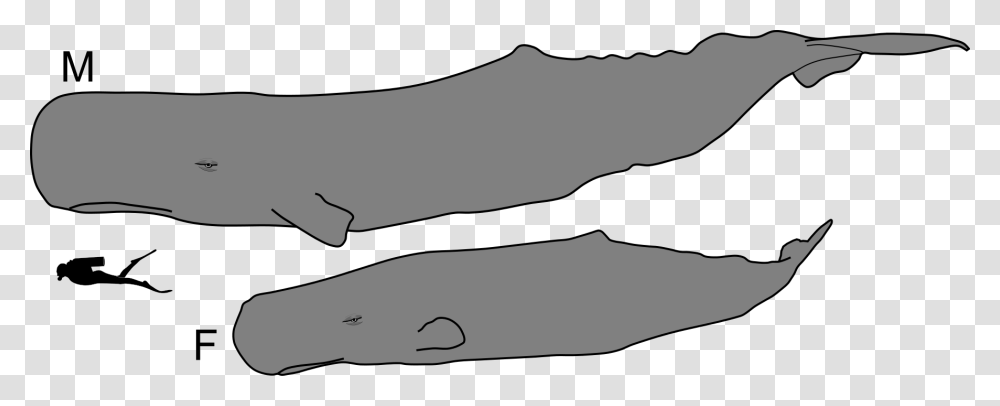 Sperm Whale Male And Female, Person, Silhouette, Outdoors, Hand Transparent Png