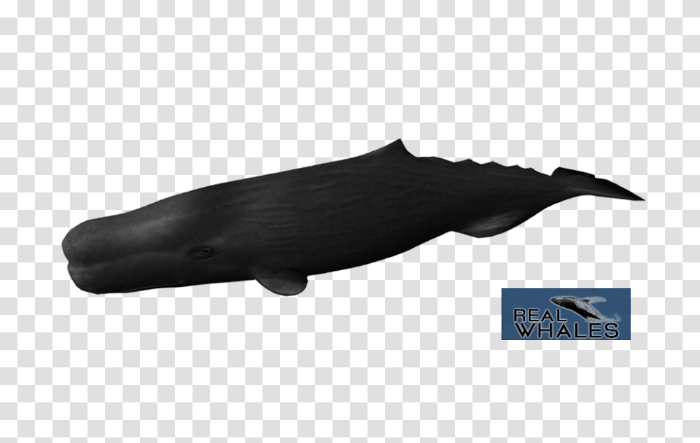 Sperm Whale, Sea Life, Animal, Mammal, Shark Transparent Png