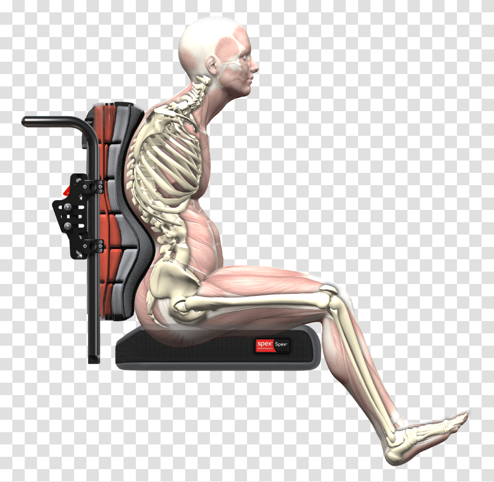 Spex Accomplishes What The Clinician Desires And What Anterior Pelvic Tilt In Wheelchair, Person, Human, Neck, Skeleton Transparent Png