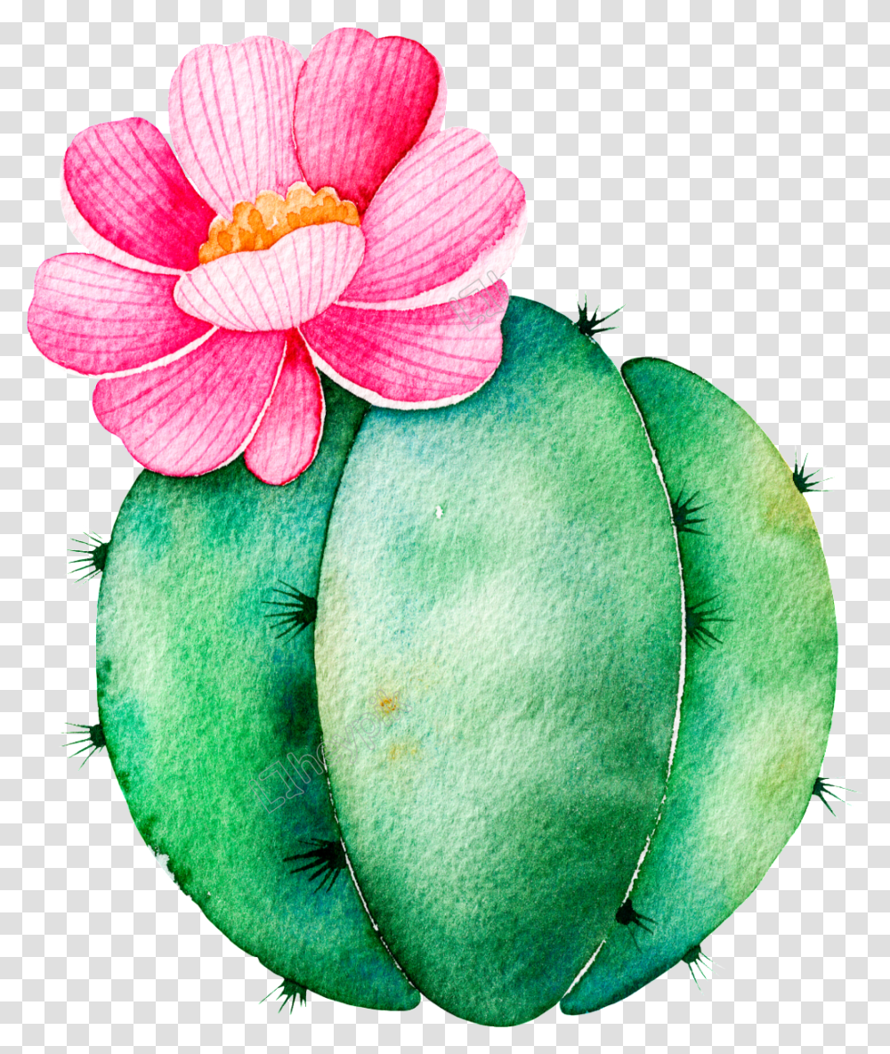 Spherical Cactus Cartoon Cactus Clipart Watercolor, Plant, Fruit, Food, Mango Transparent Png