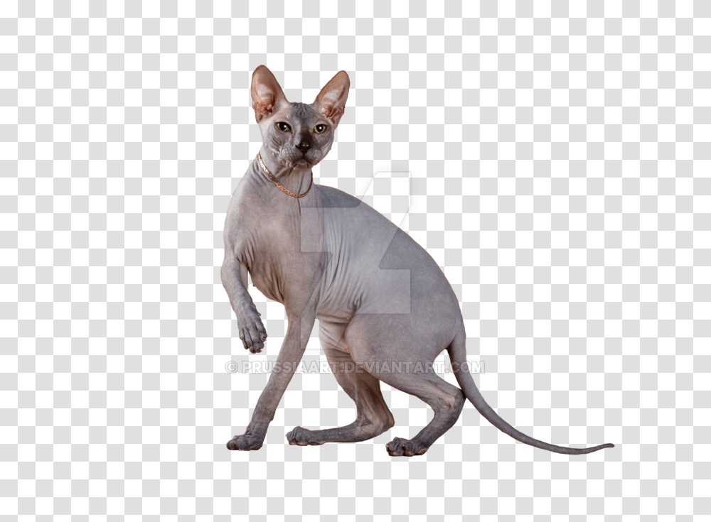 Sphynx Cat On A Background, Pet, Mammal, Animal, Abyssinian Transparent Png