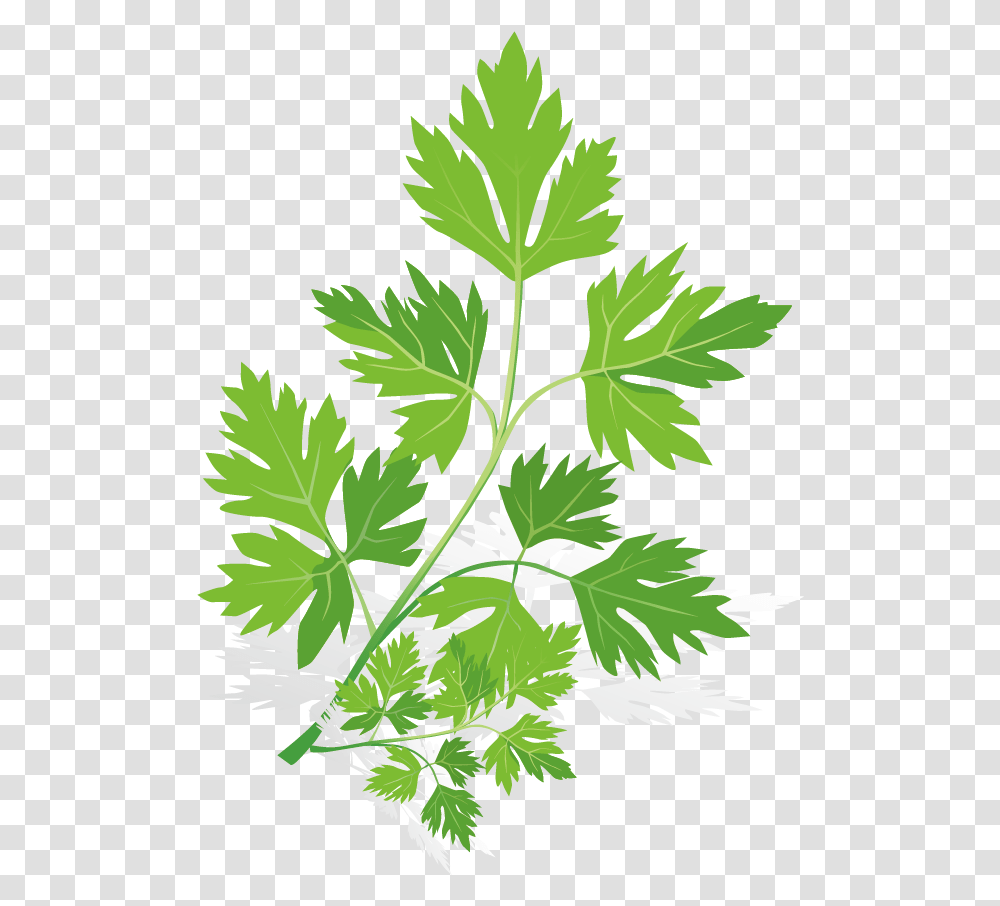 Spice Euclidean Vector Herb Herbs And Spices Vector, Vase, Jar, Pottery, Plant Transparent Png