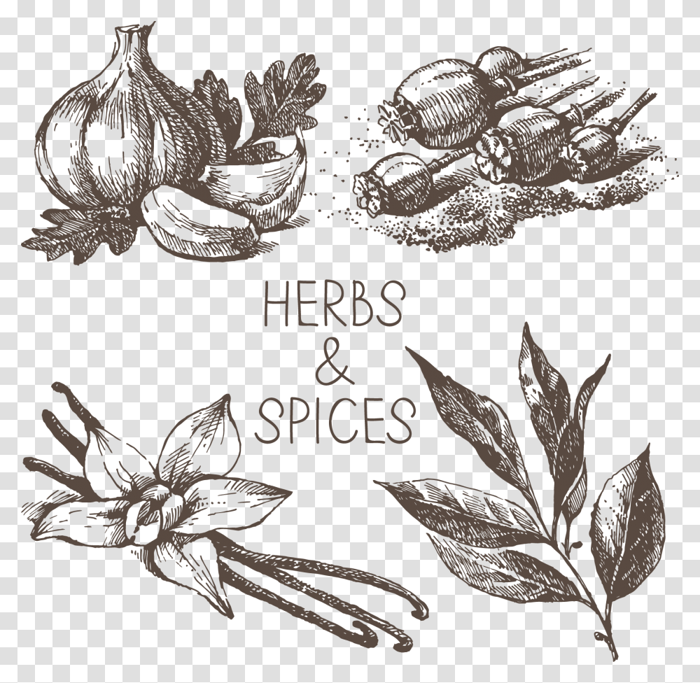 Spicy Clipart Spices Black And White, Stencil, Bird, Animal Transparent Png