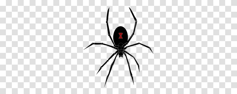 Spider Animals, Bow, Architecture, Building Transparent Png