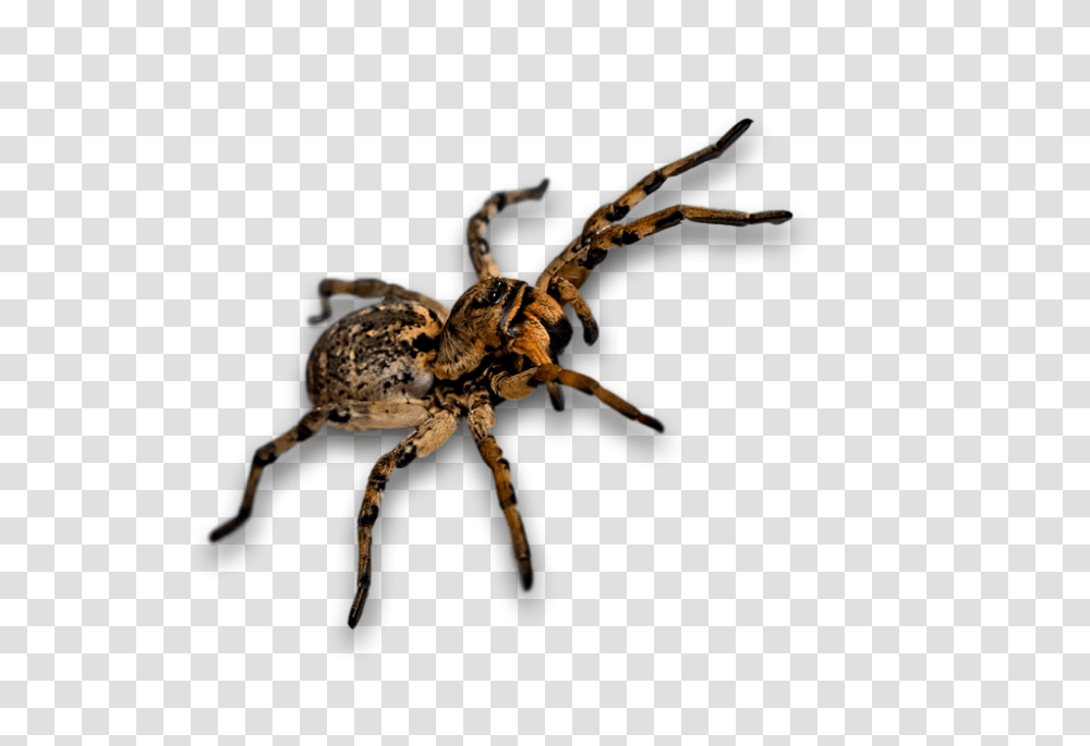 Spider 960, Insect, Invertebrate, Animal, Arachnid Transparent Png