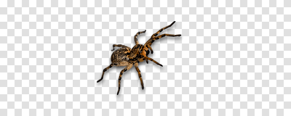 Spider Animals, Invertebrate, Arachnid, Garden Spider Transparent Png