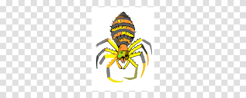 Spider Animal, Invertebrate, Insect, Arachnid Transparent Png