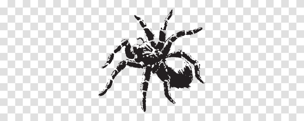 Spider Nature, Invertebrate, Animal, Arachnid Transparent Png