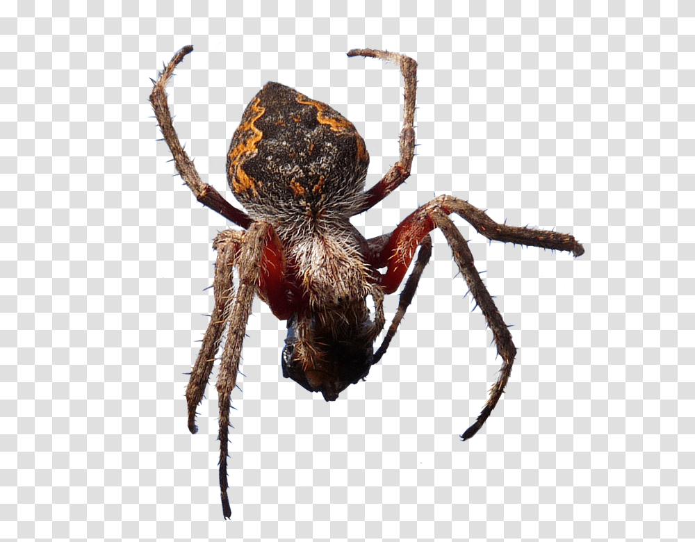 Spider 960, Insect, Invertebrate, Animal, Arachnid Transparent Png