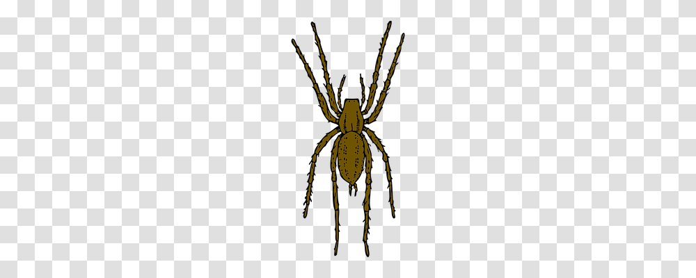 Spider Animals, Invertebrate, Insect, Arachnid Transparent Png