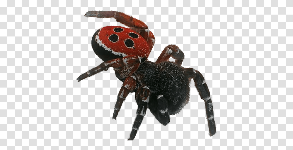 Spider, Animal, Invertebrate, Arachnid, Garden Spider Transparent Png