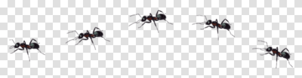 Spider, Ant, Insect, Invertebrate, Animal Transparent Png