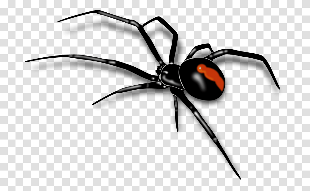 Spider, Black Widow, Insect, Invertebrate, Animal Transparent Png