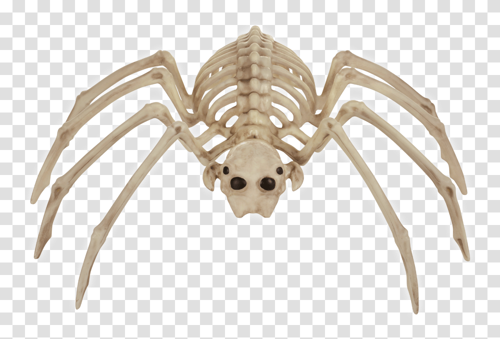 Spider Bonez Spider, Skeleton, Fossil Transparent Png
