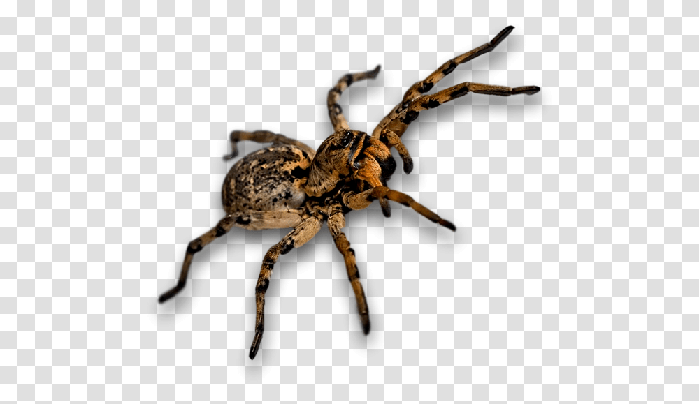 Spider Bug Insect Szongriai Cselpk, Invertebrate, Animal, Arachnid, Garden Spider Transparent Png