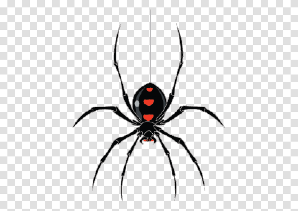 Spider Clip Art Spider Hanging From Web, Black Widow, Insect, Invertebrate, Animal Transparent Png