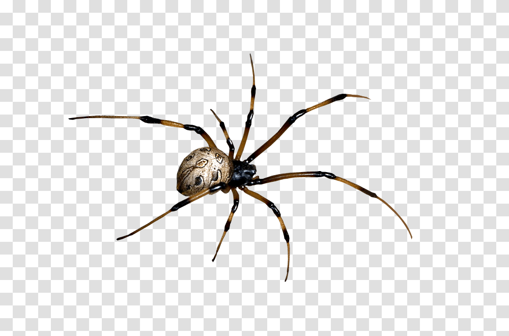 Spider Clipart, Invertebrate, Animal, Arachnid, Garden Spider Transparent Png
