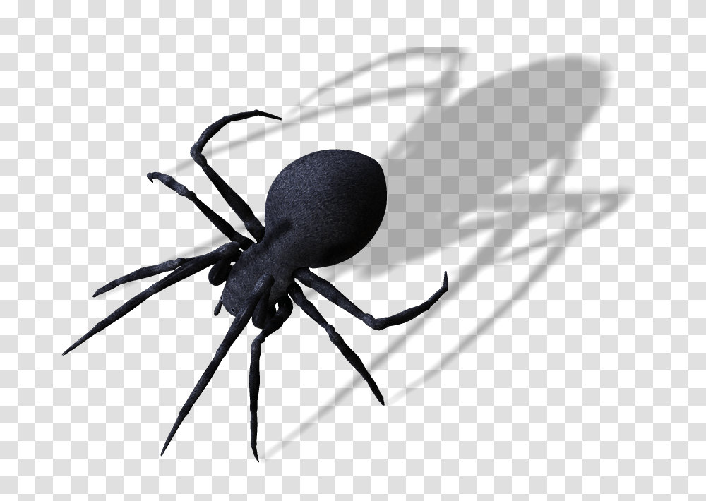 Spider Clipart, Invertebrate, Animal, Black Widow, Insect Transparent Png