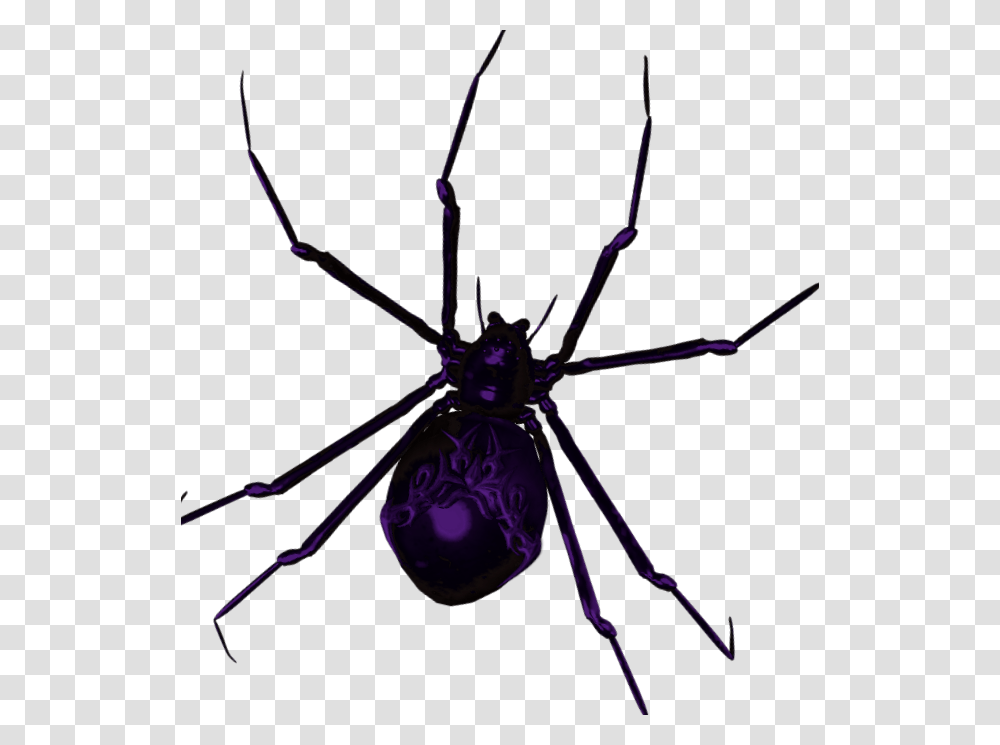 Spider Clipart Stx Araneus Cavaticus, Invertebrate, Animal, Black Widow, Insect Transparent Png