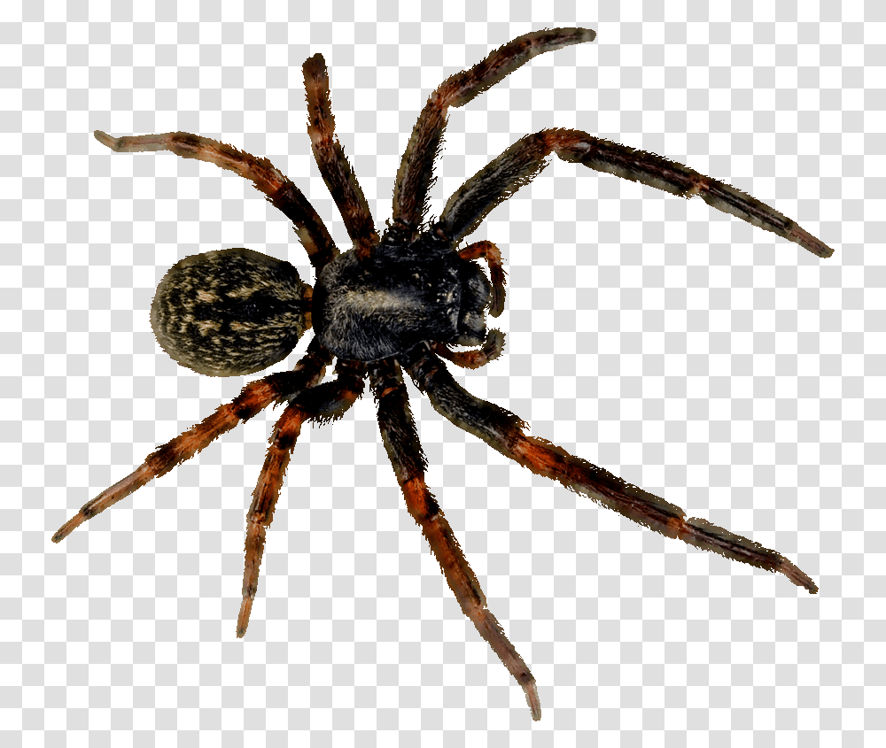Spider Con, Invertebrate, Animal, Arachnid, Garden Spider Transparent Png
