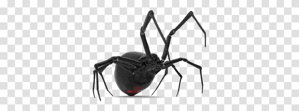 Spider Control In Apple Valley California The Best Service Black Widow, Bow, Animal, Invertebrate, Insect Transparent Png