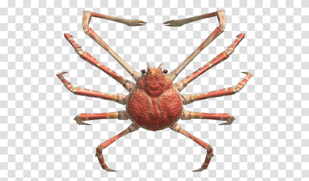 Spider Crab Nookipedia The Animal Crossing Wiki Spider Crab Animal Crossing New Horizons, Insect, Invertebrate, Food, Seafood Transparent Png