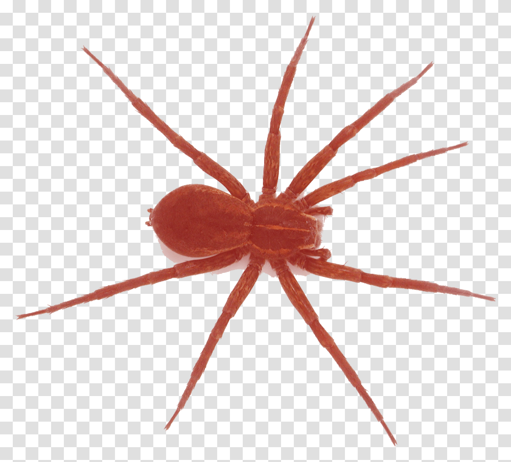Spider Download Araneus Cavaticus, Invertebrate, Animal, Arachnid, Black Widow Transparent Png