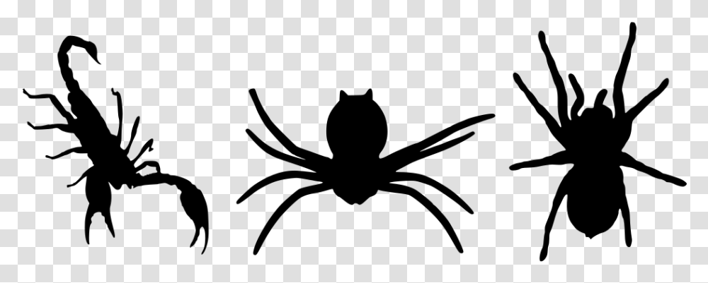 Spider, Gray, World Of Warcraft Transparent Png