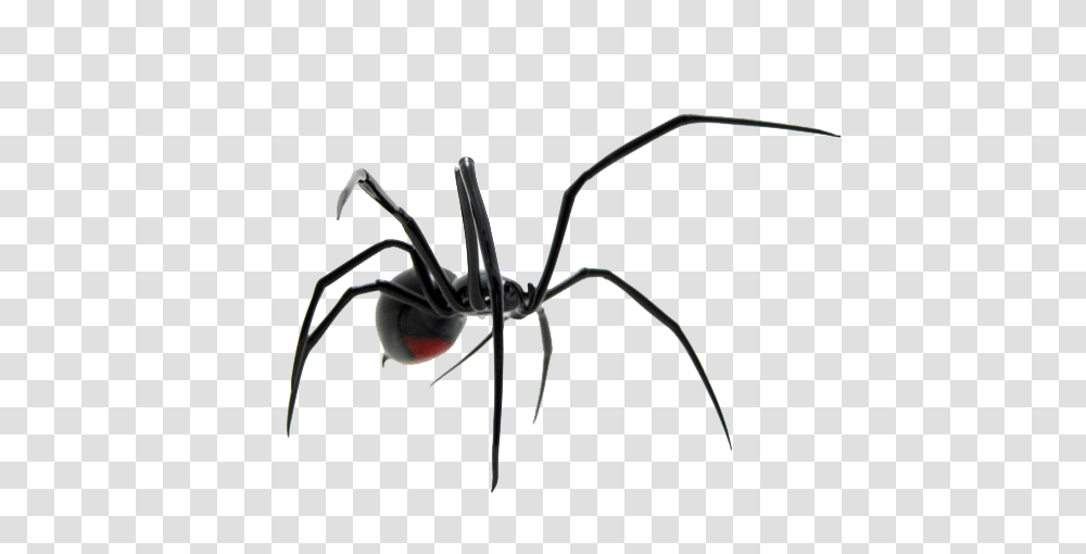 Spider Image, Black Widow, Insect, Invertebrate, Animal Transparent Png