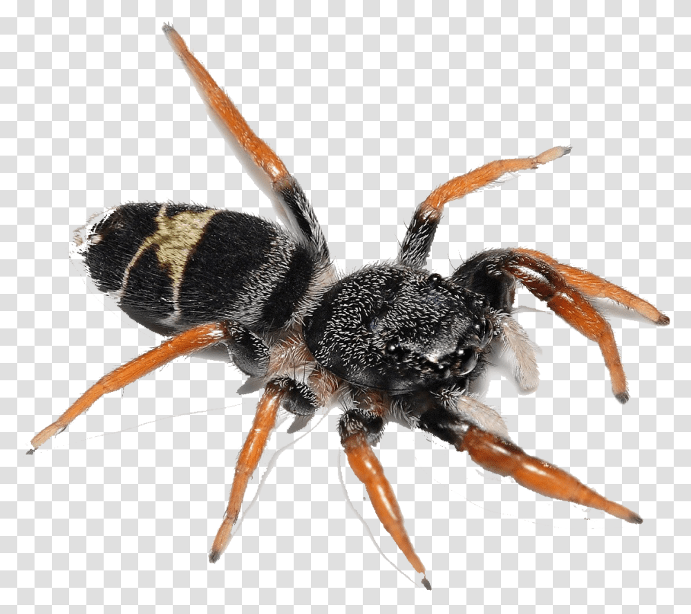 Spider Image Download Biting Flying Ants, Invertebrate, Animal, Arachnid, Seafood Transparent Png