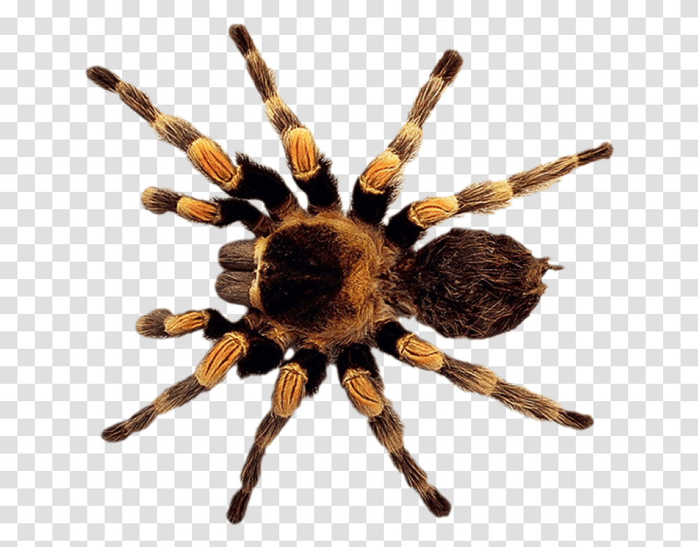 Spider Image High Resolution Insects Hd, Tarantula, Invertebrate, Animal, Arachnid Transparent Png
