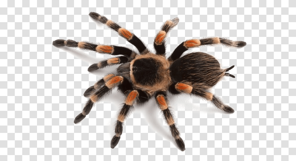 Spider Image Images Of Spider, Tarantula, Insect, Invertebrate, Animal Transparent Png