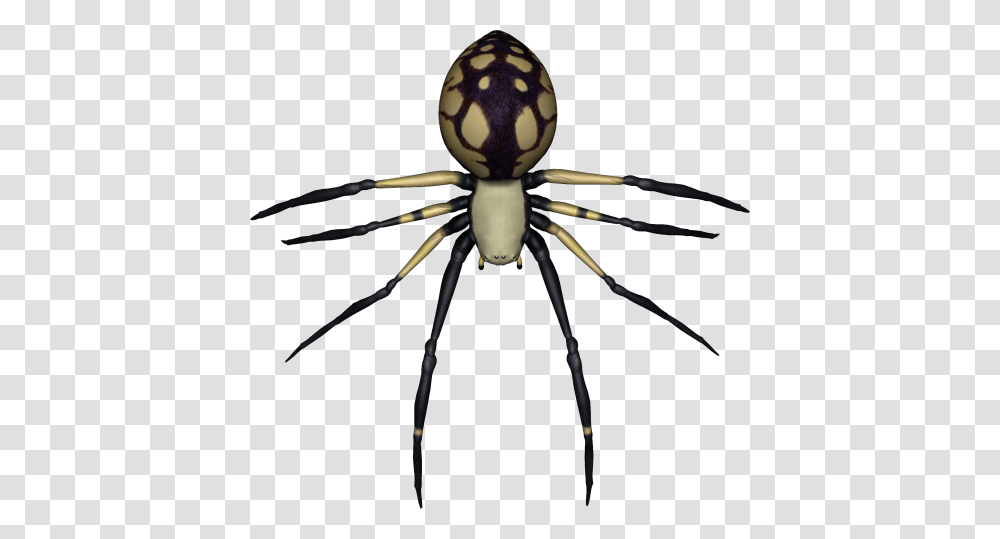 Spider Image, Invertebrate, Animal, Arachnid, Garden Spider Transparent Png