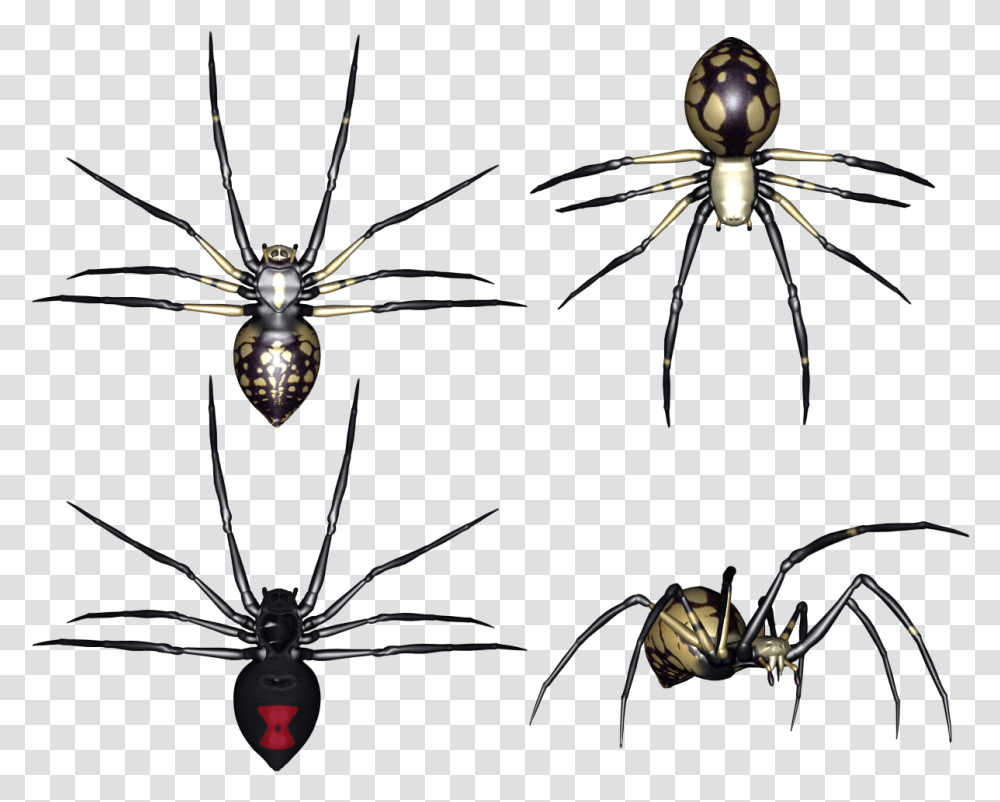 Spider Image Pauk Na Prozrachnom Fone Dlya Fotoshopa, Invertebrate, Animal, Insect, Argiope Transparent Png