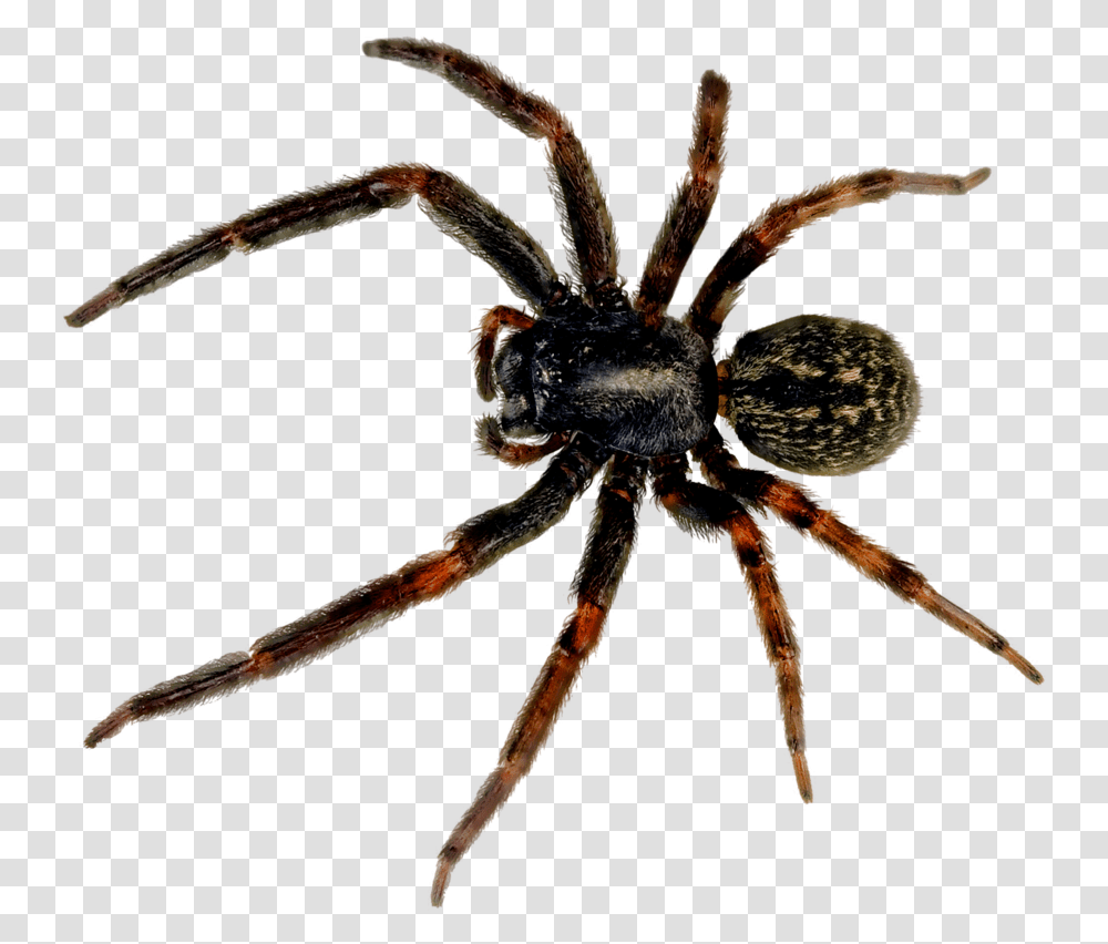 Spider Image Spider, Invertebrate, Animal, Arachnid, Garden Spider Transparent Png