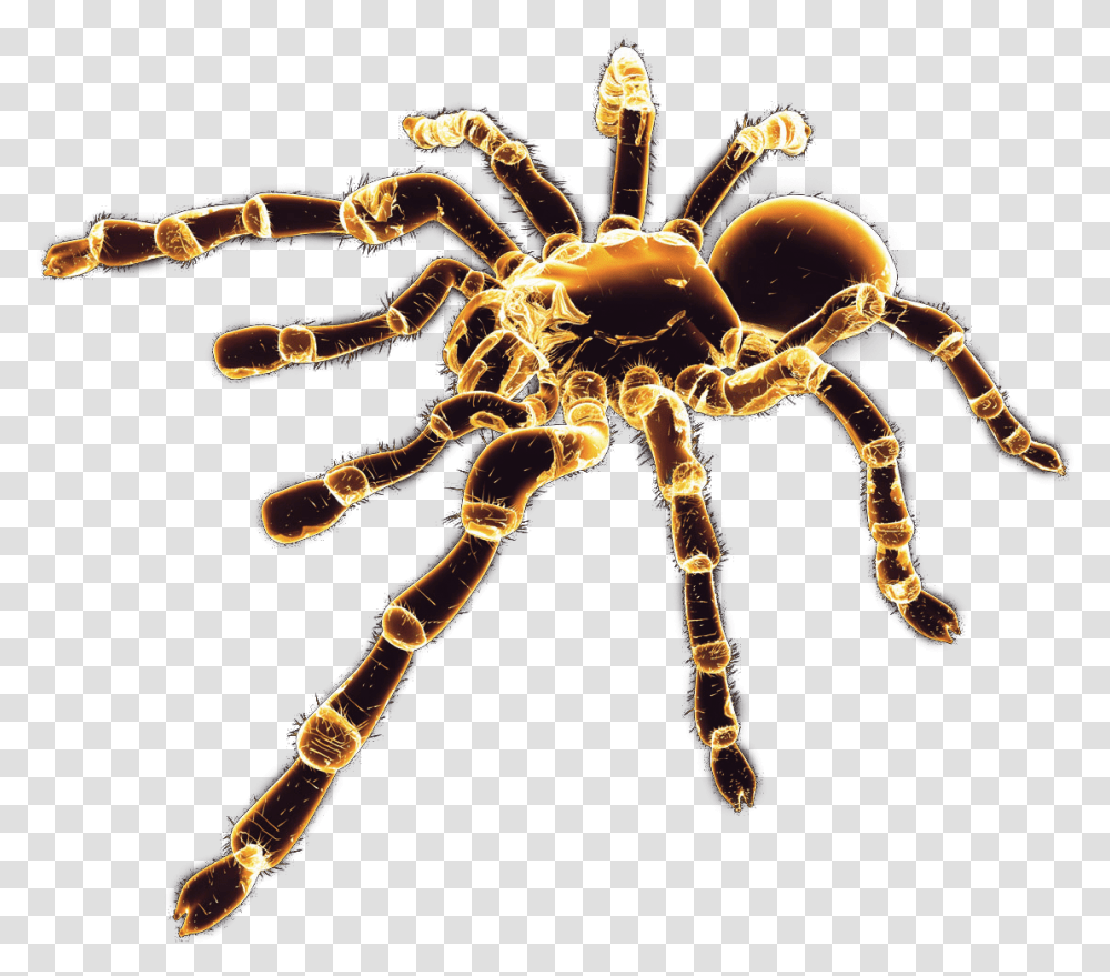 Spider Image Spider Render, Animal, Invertebrate, Insect, Arachnid Transparent Png