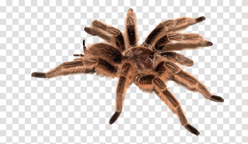 Spider Image Types Of Animals Meme, Tarantula, Insect, Invertebrate, Arachnid Transparent Png