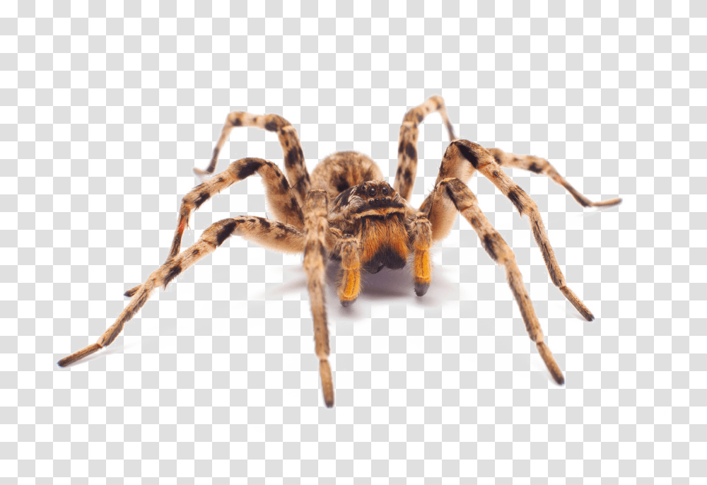 Spider Image With Background Arts, Invertebrate, Animal, Arachnid, Tarantula Transparent Png